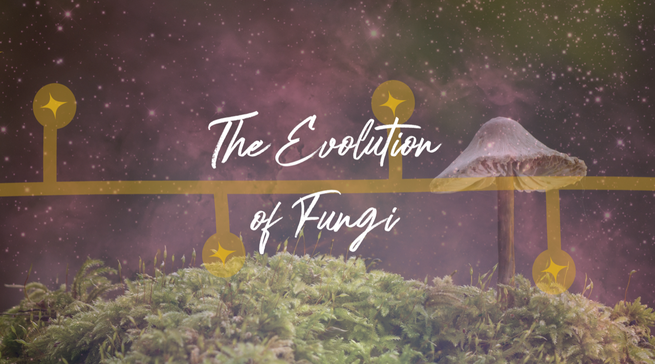 The Grand Timeline of Fungi: From Ancient Giants to Modern Marvels