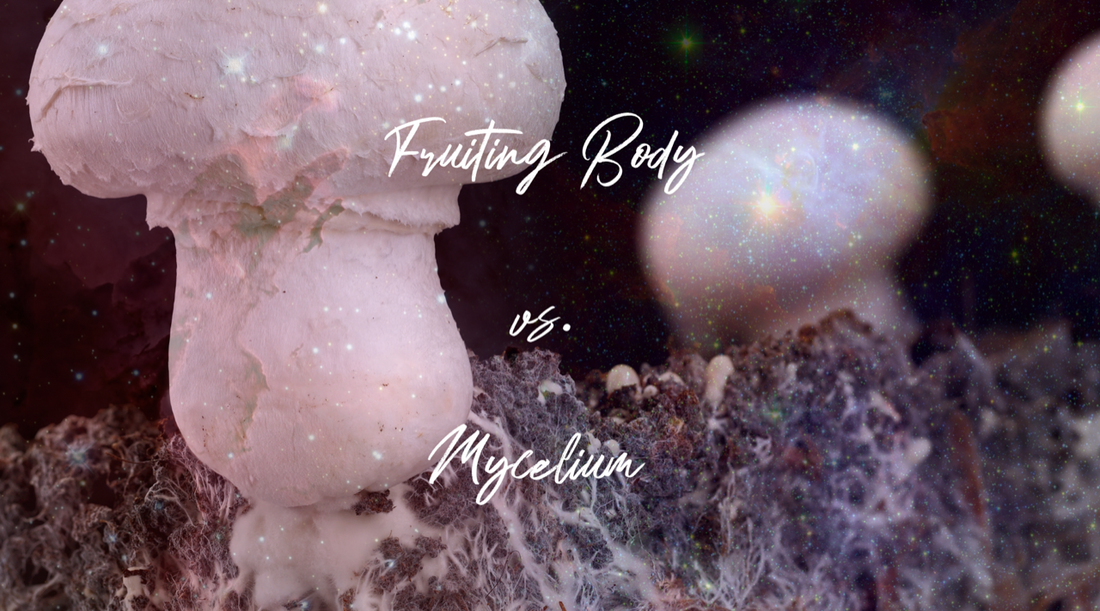 Fruiting Bodies Vs. Mycelium - The Two Fascinating Phases of Fungi