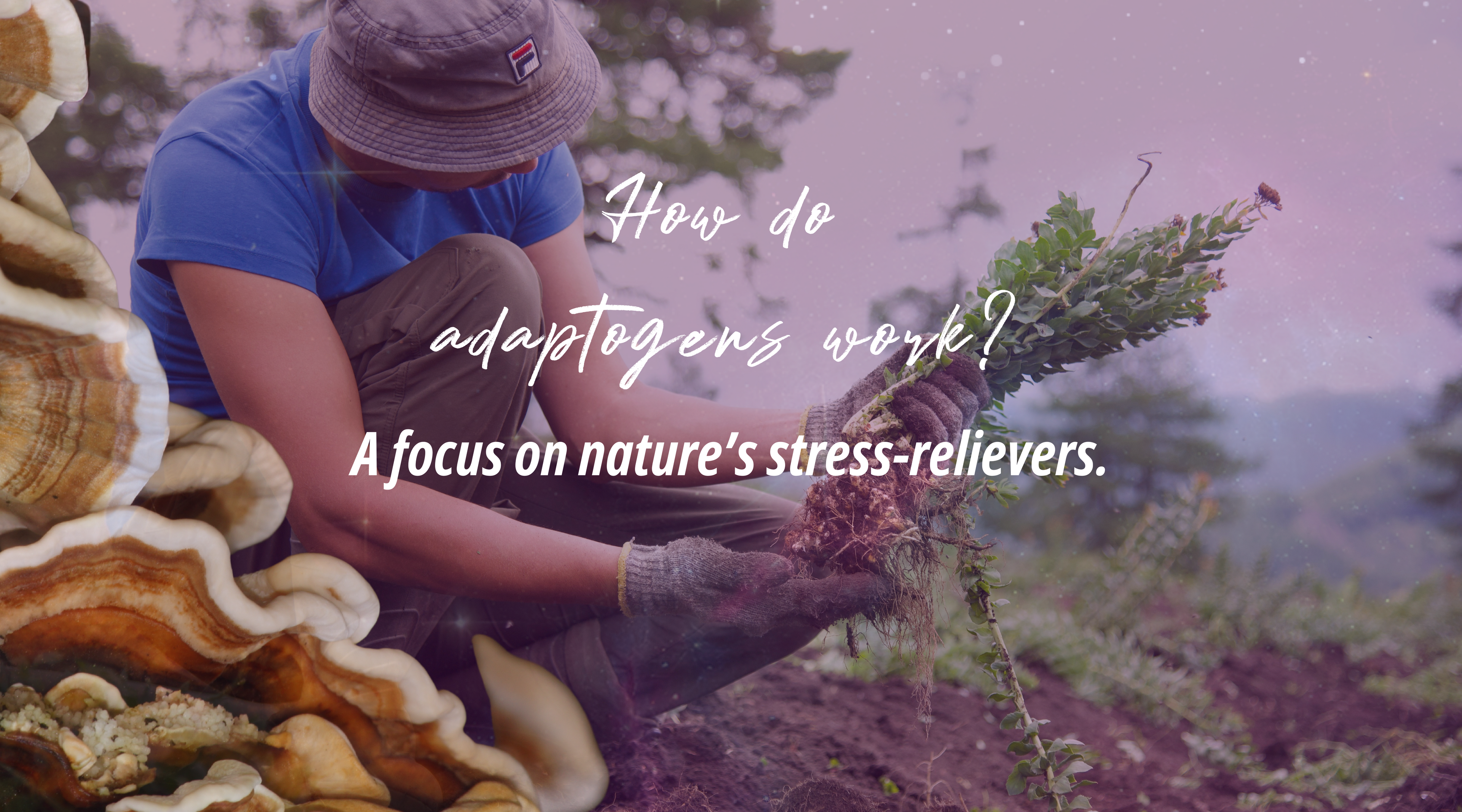 How Adaptogens Work: Stress Relieving Edition