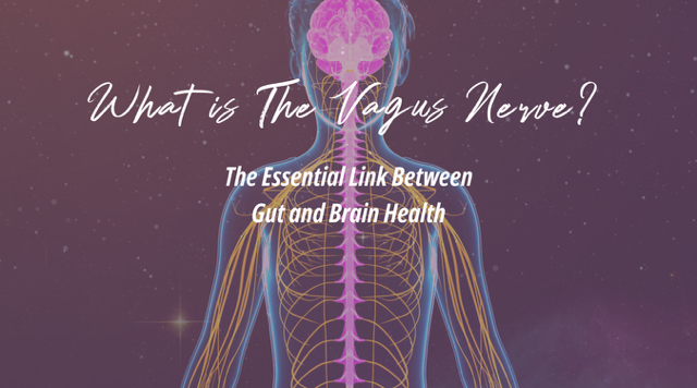 Vagus-Nerve-Gut-Brain-Health