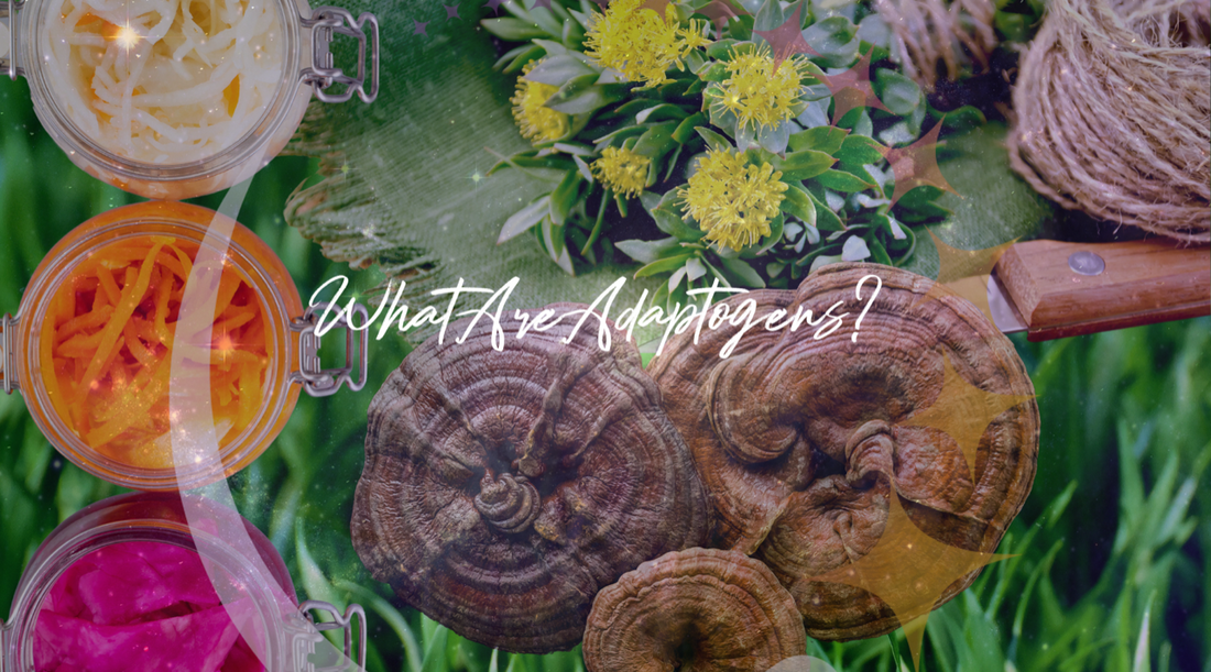 What Are Adaptogens? Your Stress Building Sidekicks!